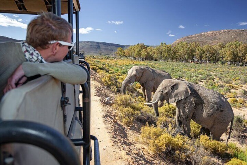 Cape Town Best Of Aquila Safari Full Day Tour with transport