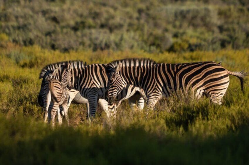 Cape Town Best Of Aquila Safari Full Day Tour with transport