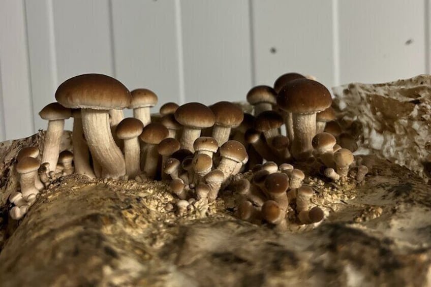 Guided Visit and Tasting in Mushroom Farming
