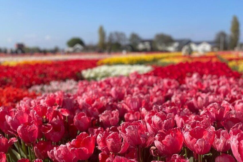 5 Hours Private Tulip Experience at Keukenhof Gardens