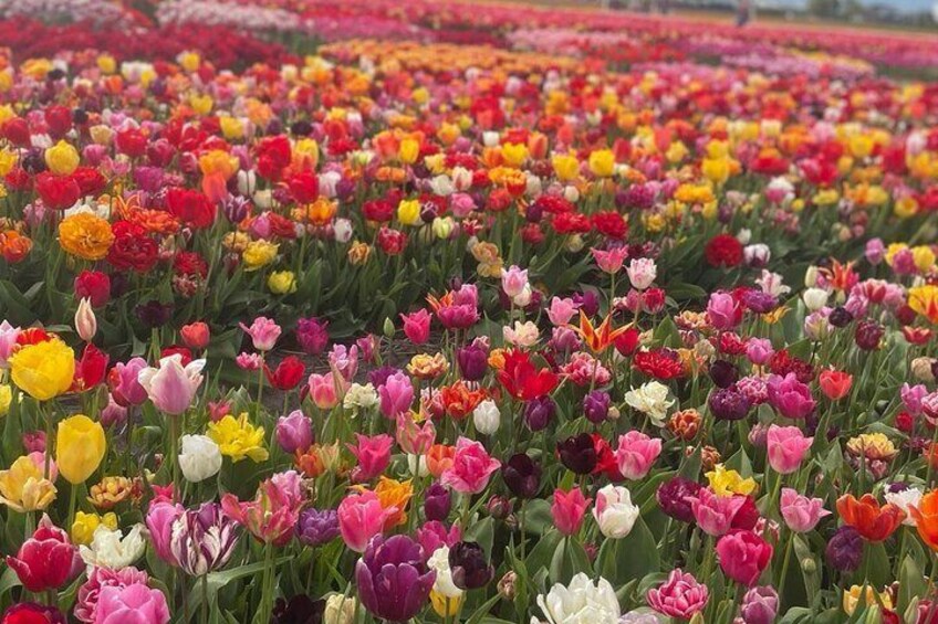 5 Hours Private Tulip Experience at Keukenhof Gardens