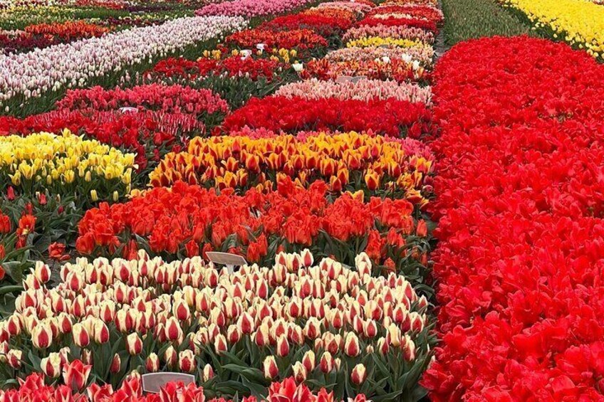 5 Hours Private Tulip Experience at Keukenhof Gardens