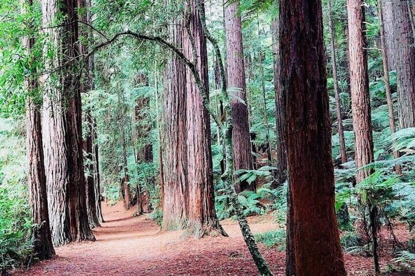 Redwood forest