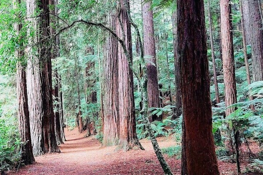 Redwood forest