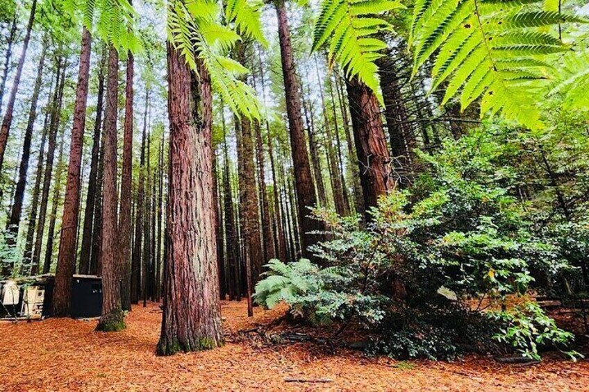 Redwood forest