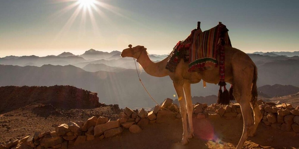 Picture 2 for Activity Hurghada: Sea & Desert Camel Ride w/Dinner, Show, Stargazing