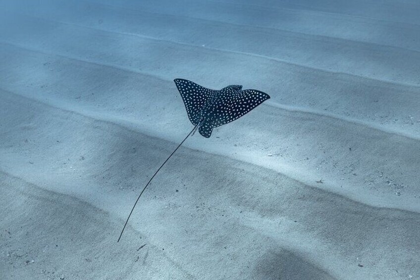 Snorkeling in San Jose del Cabo