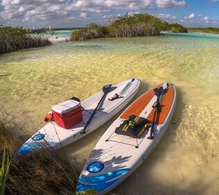 Bacalar: Día completo de alquiler de tablas de paddleboard