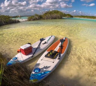 Bacalar: alquiler de tabla de remo de día completo