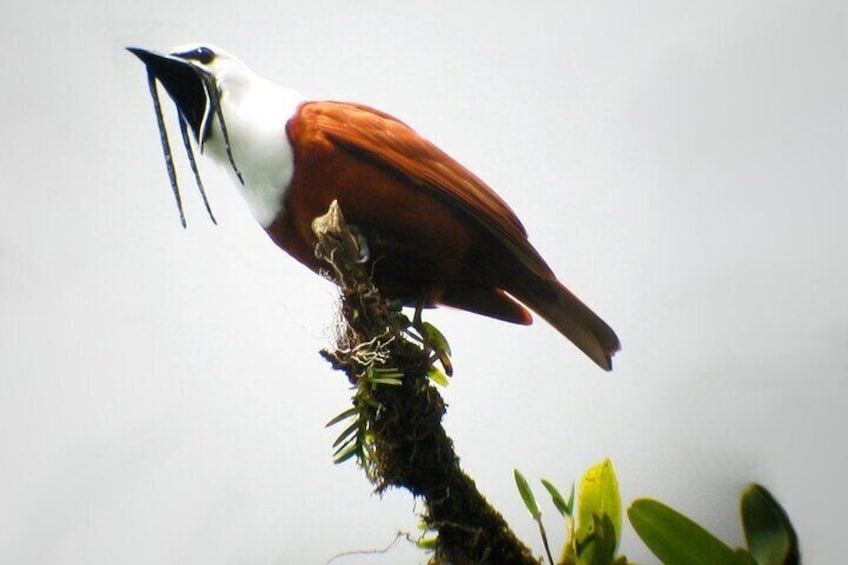 Mombacho Volcano, Cloud Forest