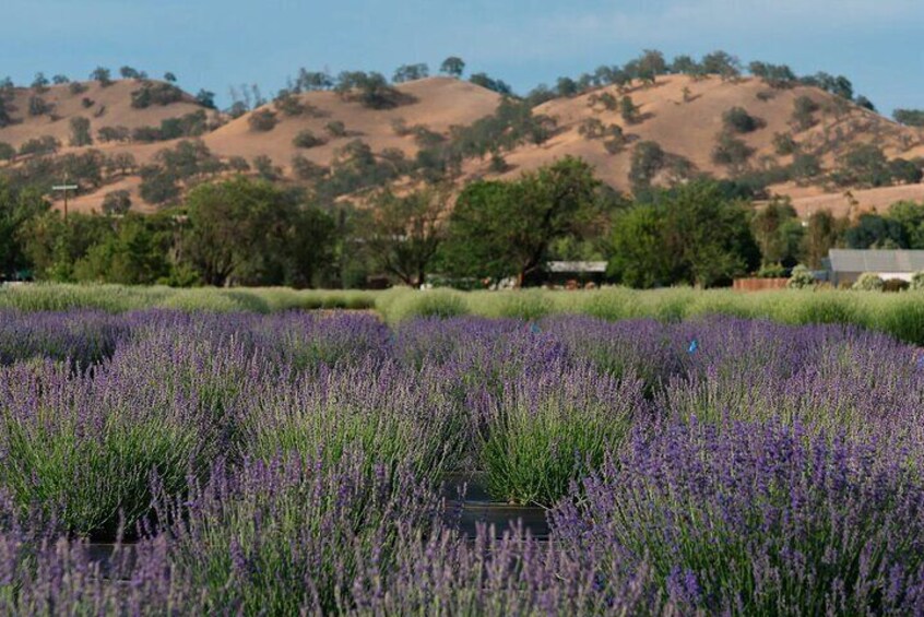 Capay Valley Lavender is a 28-acre organic farm with five acres of lavender fields! Depending on the time of year, you can take a tour or eat some lavender brownies or drink some lavender lemonade.