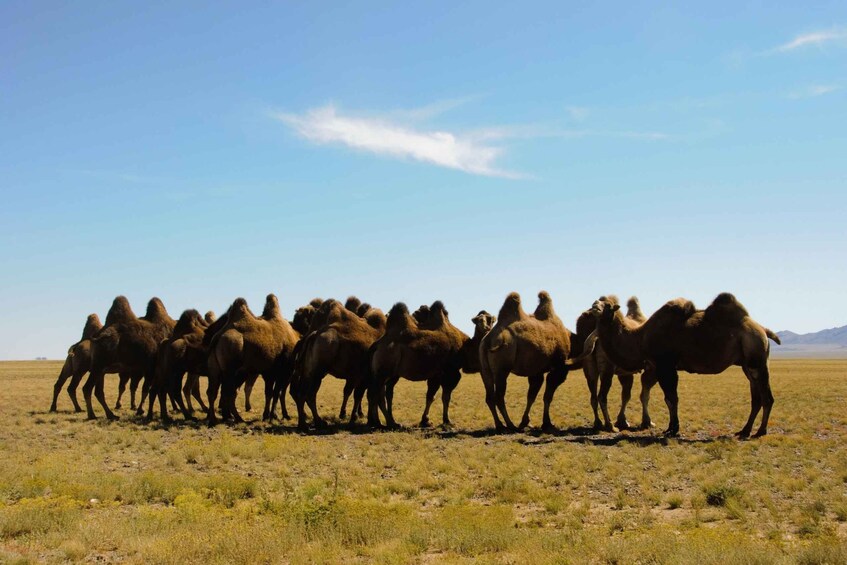 Picture 11 for Activity Ulaanbaatar: Small Group 3-Day Best of Central Mongolia Tour