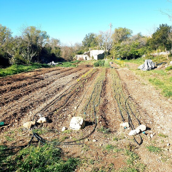 Picture 7 for Activity Slowlife Family Farm: From Garden to Table