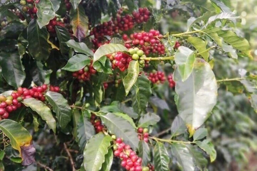 Coffee Plantation