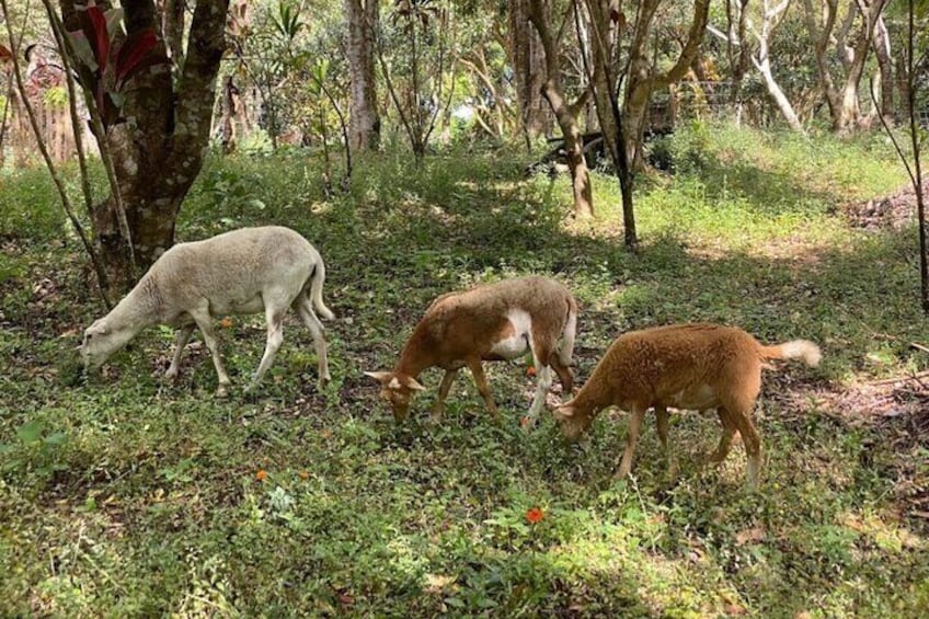 Domestic Animals