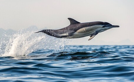 From Tauranga: Dolphin and Wildlife Cruise