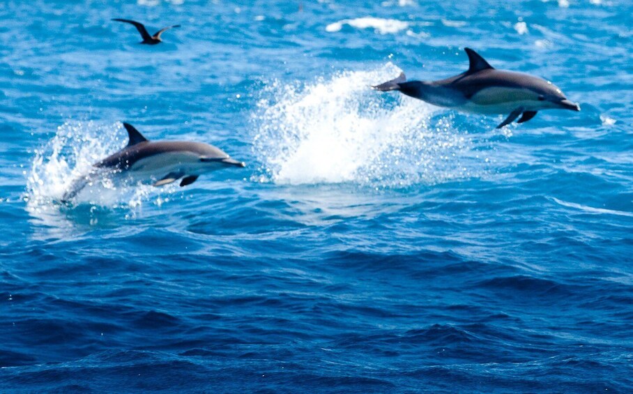 Picture 10 for Activity From Tauranga: Dolphin and Wildlife Cruise