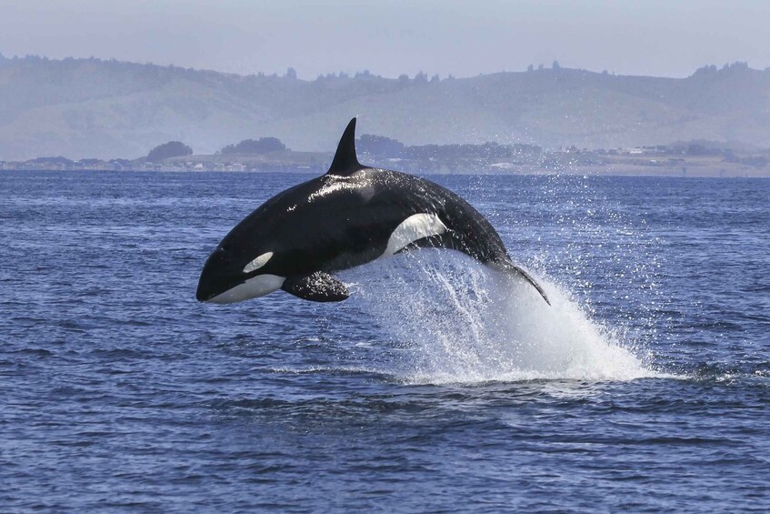 Picture 3 for Activity From Tauranga: Dolphin and Wildlife Cruise