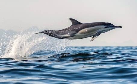 From Tauranga: Dolphin and Wildlife Cruise