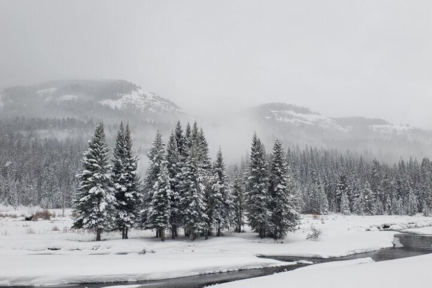 Snowshoe or XC Ski in North Yellowstone (Half Day)