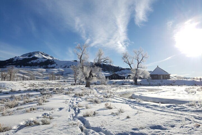 Snowshoe or XC Ski in North Yellowstone (Half Day)