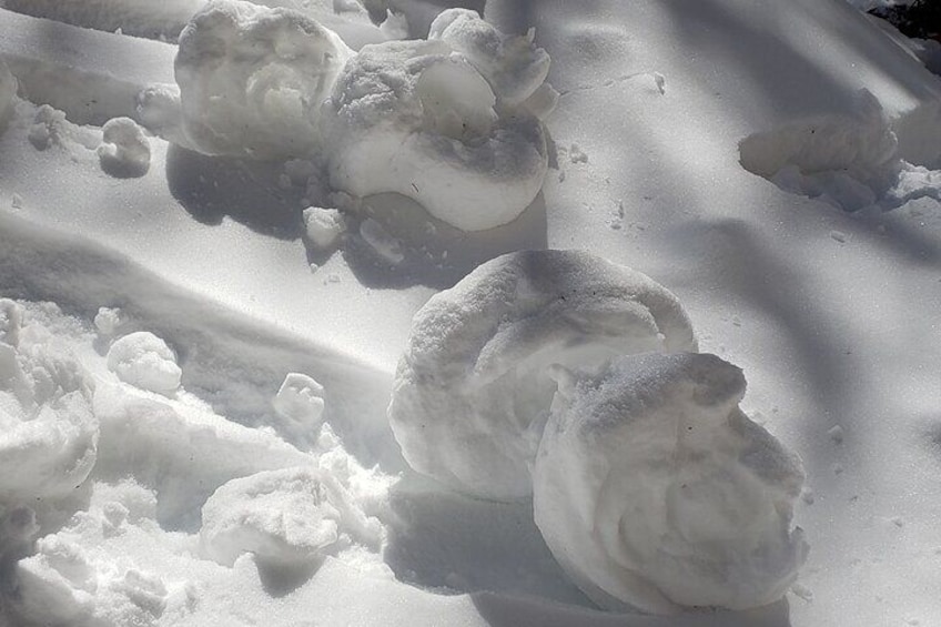 Snowshoe or XC Ski in North Yellowstone (Half Day)