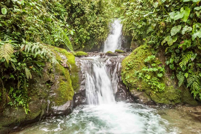 Picture 3 for Activity Quito: Private Mindo Cloud Forest Tour with Cable Car Ride