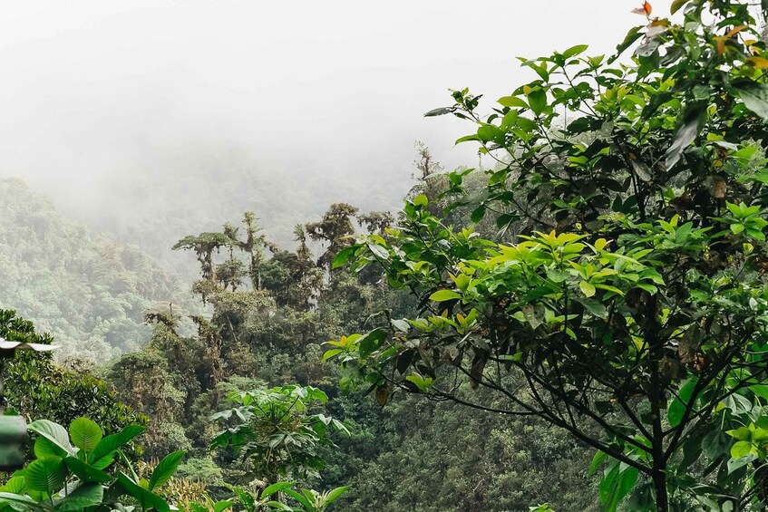 Picture 5 for Activity Quito: Private Mindo Cloud Forest Tour with Cable Car Ride