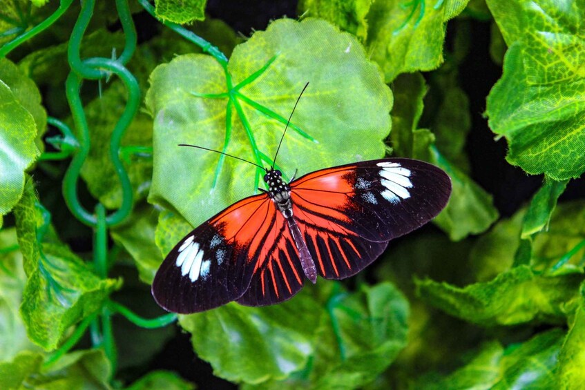 Picture 2 for Activity Quito: Private Mindo Cloud Forest Tour with Cable Car Ride