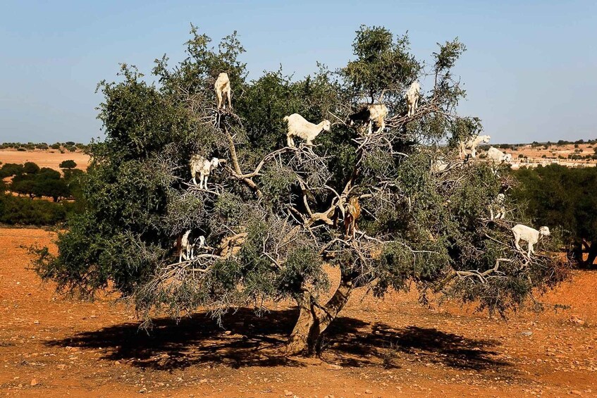 Marrakech: Guided Day Trip to Essaouira