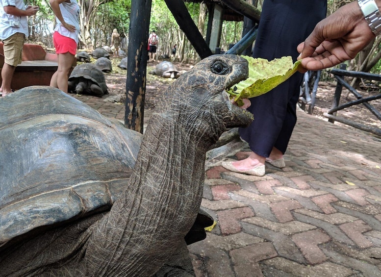 Picture 4 for Activity Zanzibar: Changuu Island and Stone Town Tour with Lunch