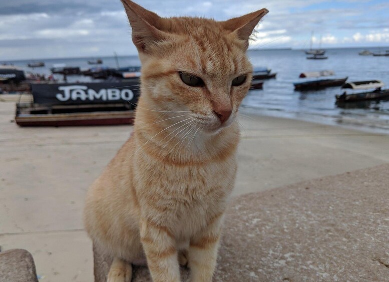 Picture 10 for Activity Zanzibar: Changuu Island and Stone Town Tour with Lunch