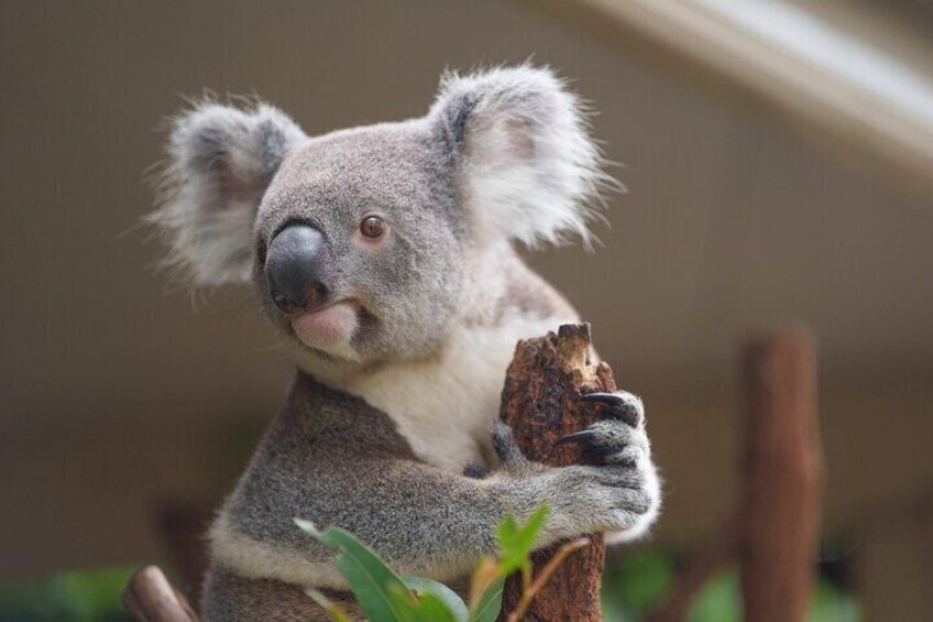 Melbourne Phillip Island 1 Day Tour with Chinese Speaking Guide