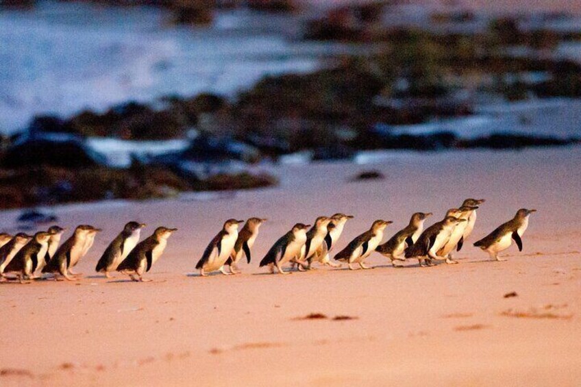 Melbourne Phillip Island 1 Day Tour with Chinese Speaking Guide