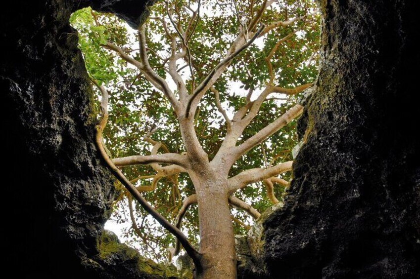 Private Tour Per Day In Following the Ancestral Orongo footprint and caves