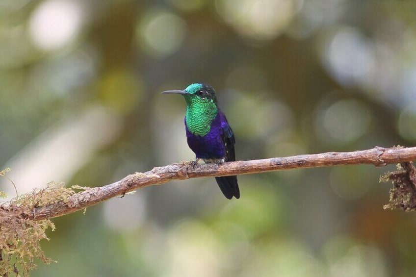 Discover the smallest birds of the planet, 40 different species!