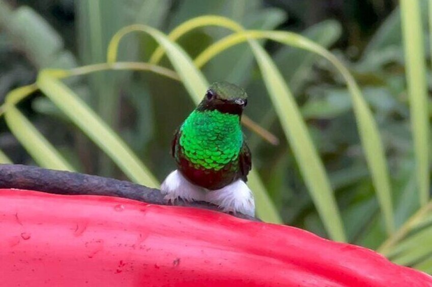 Hummingbirds come by to enjoy the water feeders. Great chances to see and photograph them near.