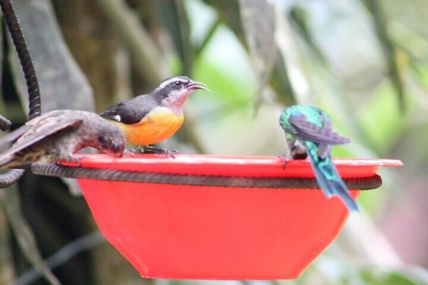 Birds and hummingbirds enjoy the feeders