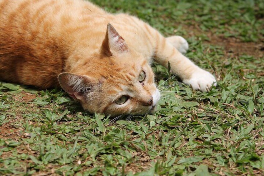 The place also has a friendly yellow cat who loves being pet!