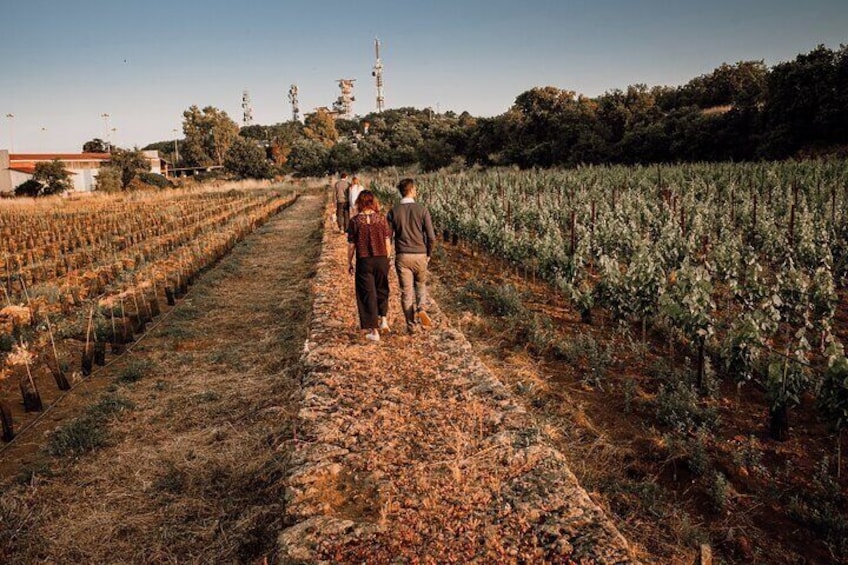 Walking in the urban vineyards