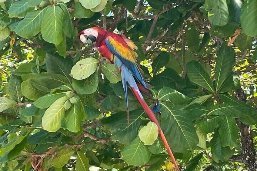 Scarlet Macaw