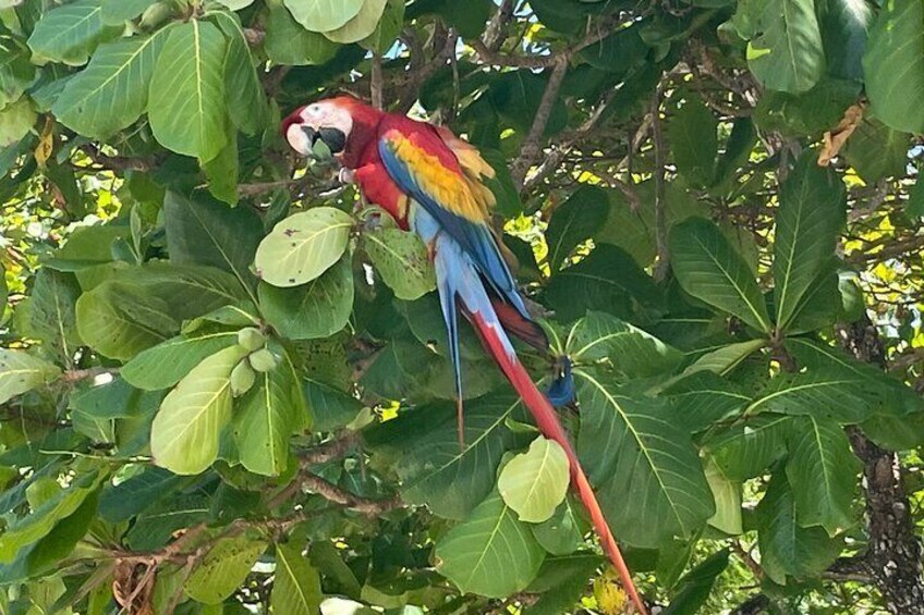 Scarlet Macaw
