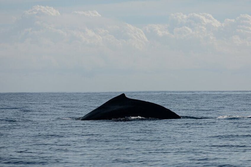 Whale Watching in Mexico