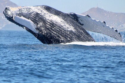 Whale Watching in San Jose del Cabo