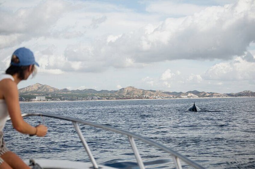 Whale Watching in San Jose del Cabo