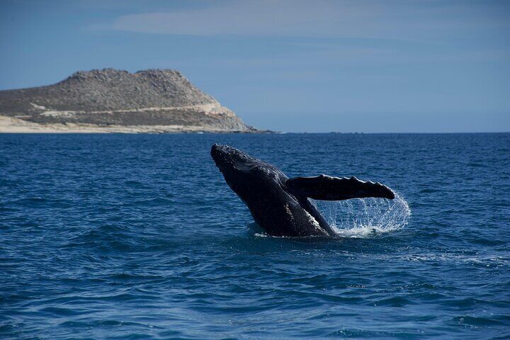 Whale Watching San Jose del Cabo