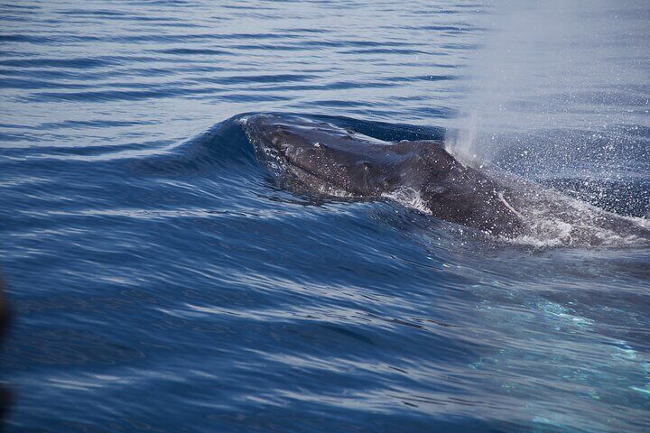 Whale Watching in San Jose del Cabo