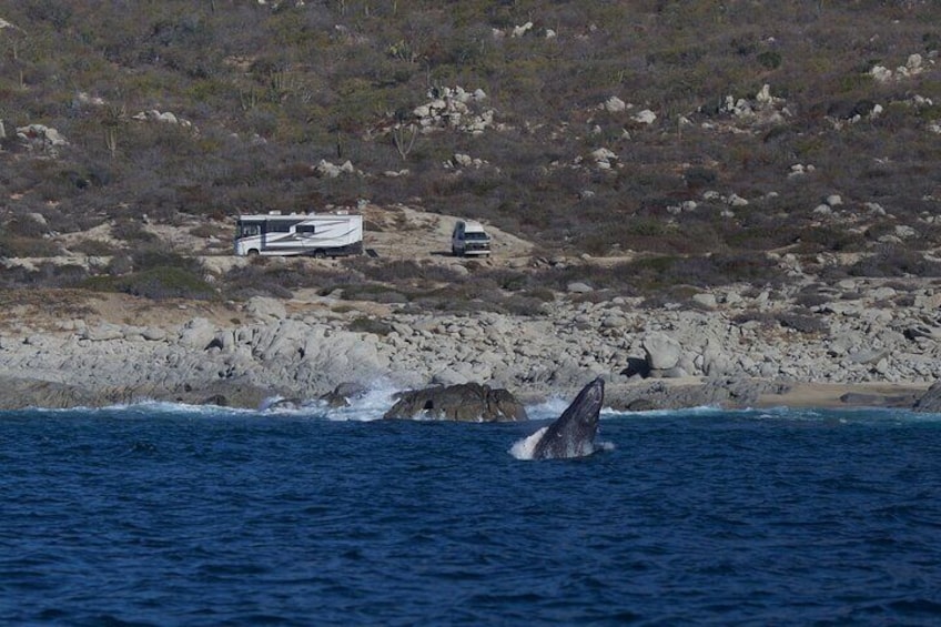 Whale Watching in San Jose del Cabo
