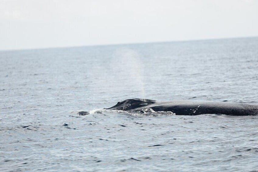 Whale Watching in San Jose del Cabo