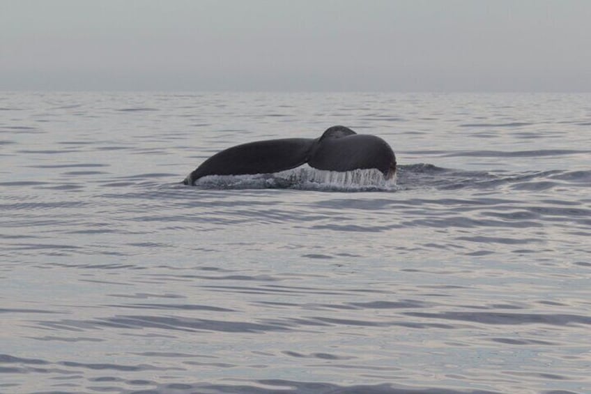 Whale Watching in San Jose del Cabo